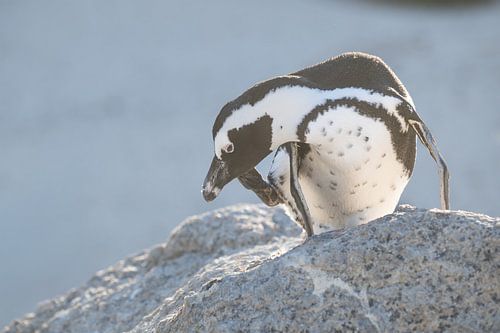 Krabbenfressender Pinguin am Boulders Beach - ein reines Porträt