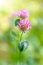 Schilderachtige bloemen in groen en roze van Evelien Oerlemans thumbnail