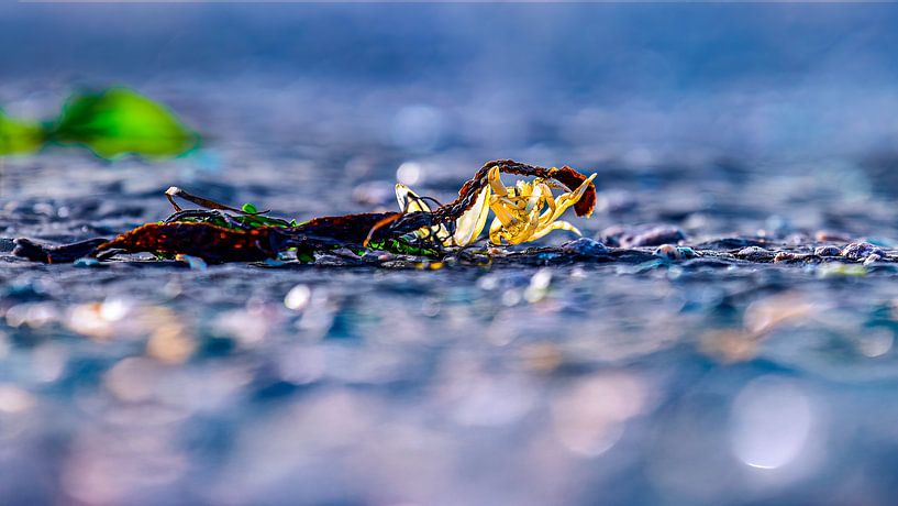Crab with Seaweed - Power from the sea by Sia Windig