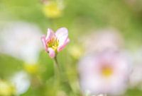 Fleur d'éveil