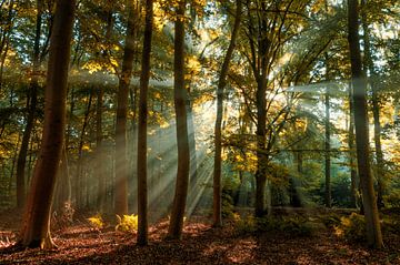 Hidden Secrets sur Martin Podt