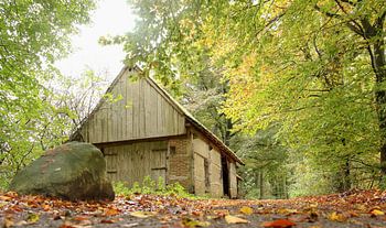 old barn in the woods