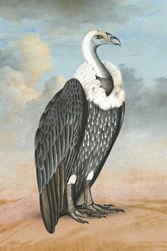 White-Backed Vulture van Marja van den Hurk