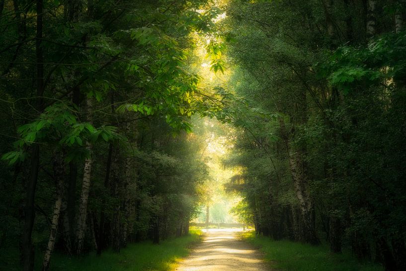 Golden Pathway by Fabrizio Micciche