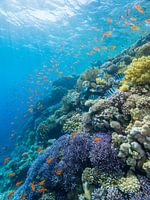 Coral reef in the sun