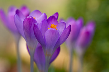 Pastel paarse crocus in het groen
