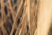 Reed