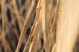 Riet