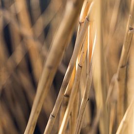 Riet van Thomas Duiker