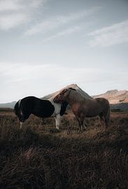 Wild horses in Iceland by Dylan Barkley