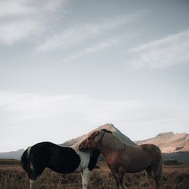 Chevaux sauvages en Islande sur Dylan Barkley