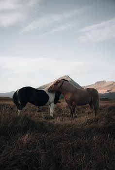 Wilde paarden in IJsland
