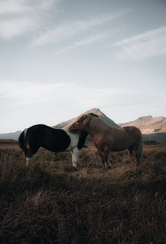 Chevaux sauvages en Islande sur Dylan Barkley