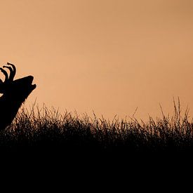 Hert bij ondergaande zon van Michel de Beer