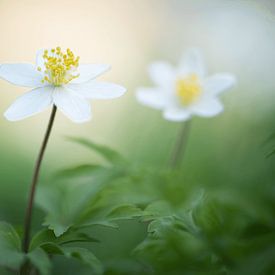 Wood anemones by Robert van Hall