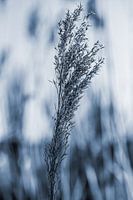 reed