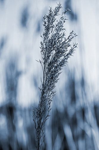riet