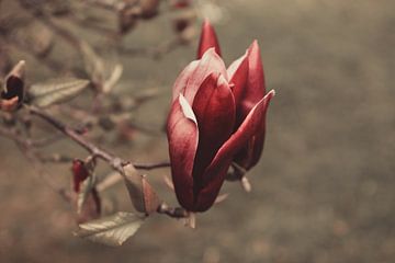 Magnolie by Dagmar Marina