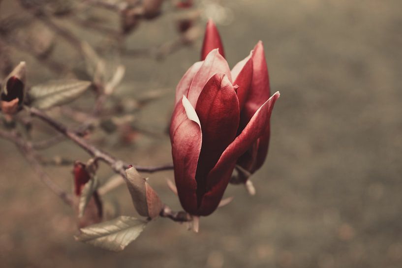 Magnolie von Dagmar Marina