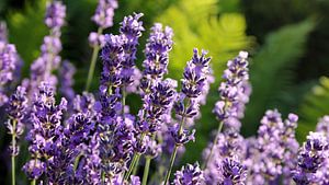 Parfum de lavande