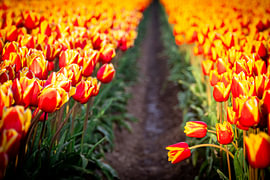 Pad door oranje tulpenvelden van Klickzz