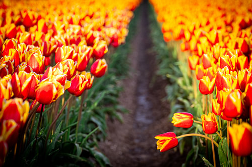 Pad door oranje tulpenvelden