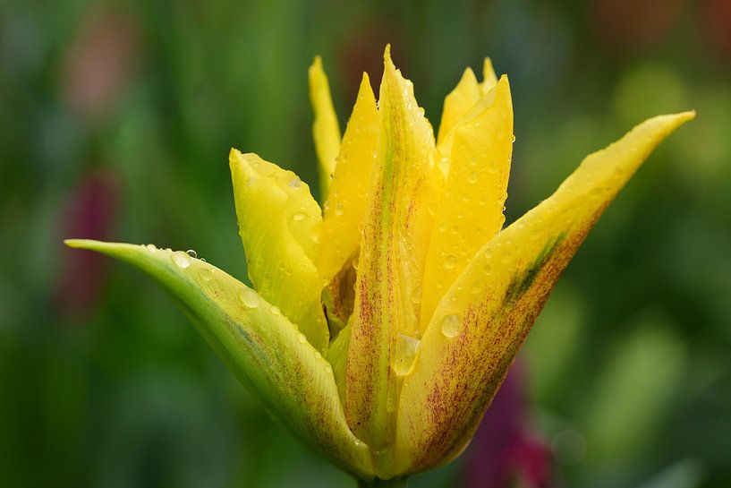 Yellow tulip with water drops by Ulrike Leone