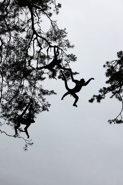 Silhouette of Colombian spider monkeys by Edwin Butter