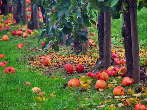 Vallend fruit stilleven