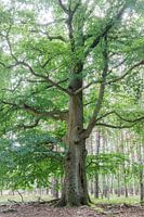 Alte freistehende Buche in der Lüneburger Heide
