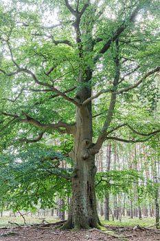 Alte freistehende Buche in der Lüneburger Heide