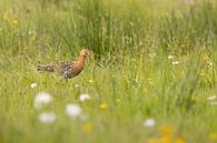 Black-tailed godwit in a meadow by Lars Korzelius thumbnail
