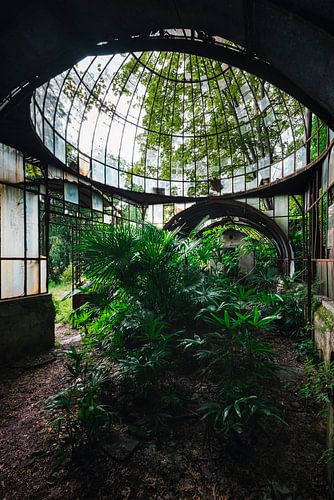 Serre abandonnée avec des plantes. sur Roman Robroek - Photos de bâtiments abandonnés