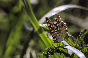 Vlinder op een siergras