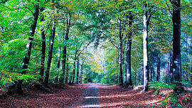 Die goldene Stunde in der Allee oder Herbstsinfonie von Ruurd van der Meulen