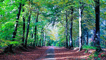 Die goldene Stunde in der Allee oder Herbstsinfonie