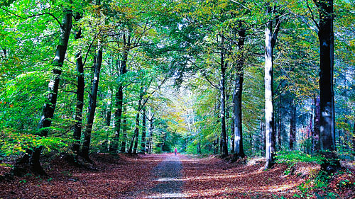 Golden Hour in the Avenue, or Autumn Symphony