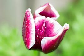 Paars/rode/witte tulp net na de regen van Ton van Waard - Pro-Moois