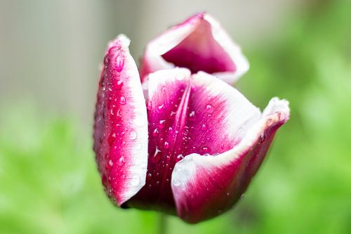 Paars/rode/witte tulp net na de regen