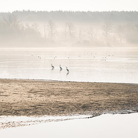 Waterbirds