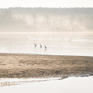 Wasservögel