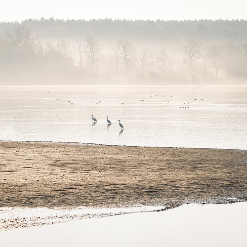 Watervogels