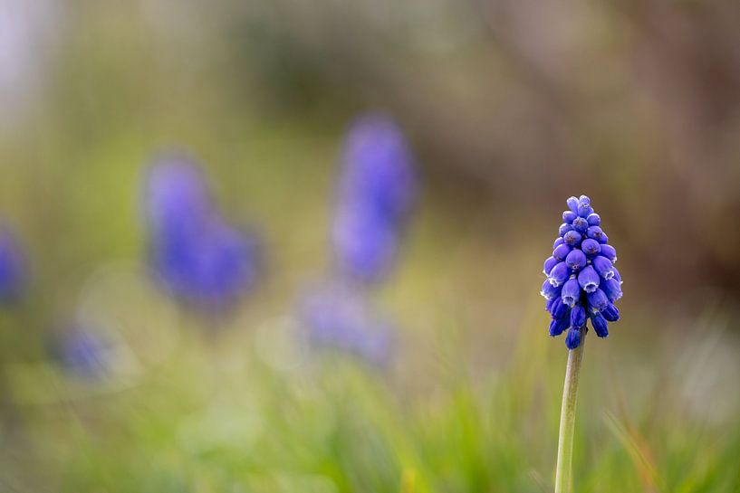 Blaue Trauben von Arjan Ploeg