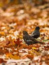 autumn bird von leon mulder Miniaturansicht