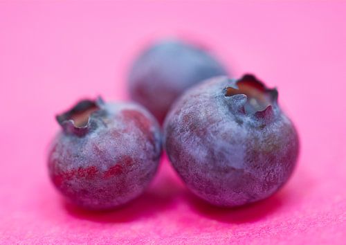 Bleuets sur rose