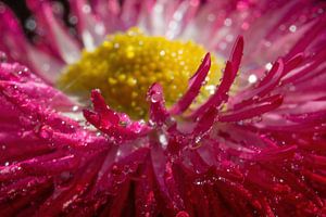 La marguerite avec beaucoup de gouttelettes, après la pluie