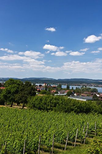 Sommer auf der Insel Reichenau