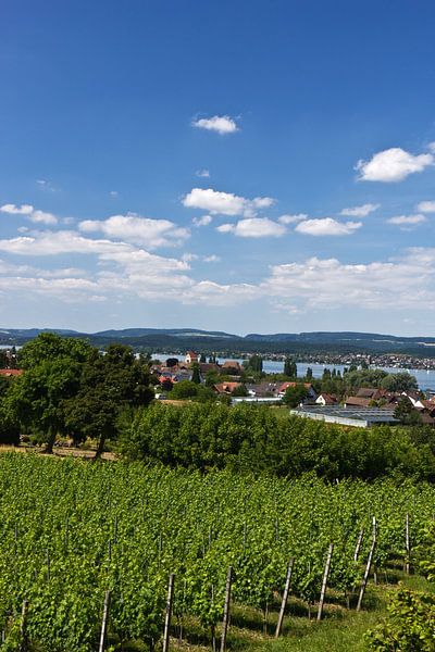 Sommer auf der Insel Reichenau von Anja B. Schäfer