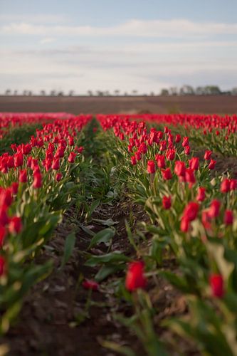 Champ de tulipes