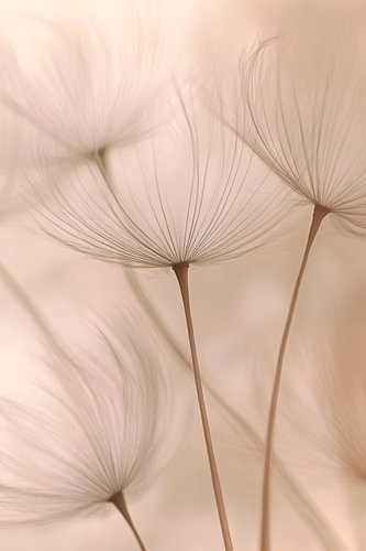 Delicate seed heads